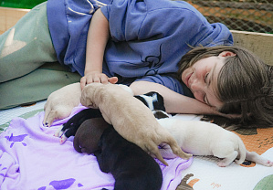 Puppies have been born in our sled dog kennel!