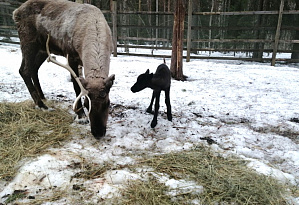 A Reindeer Calf Was Born in the Arctic Circle!